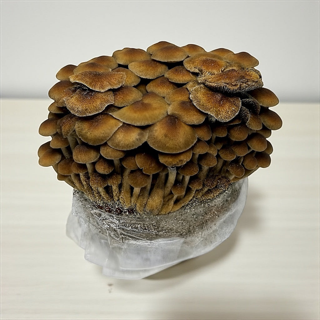 XL All-in-One Mushroom Grow Bag (6 lbs) for Manure Loving Mushrooms