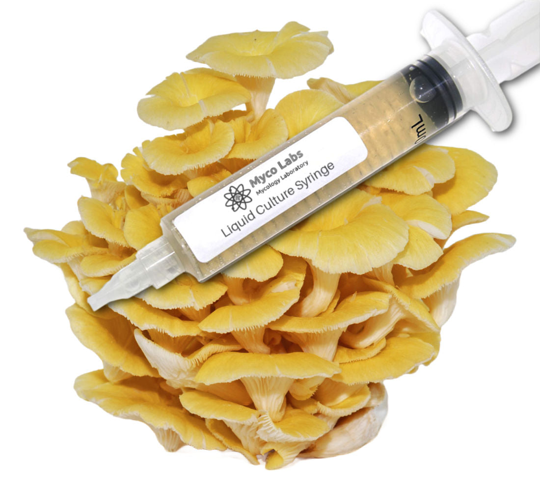 Golden (Yellow) Oyster Liquid Culture Syringe (10cc)
