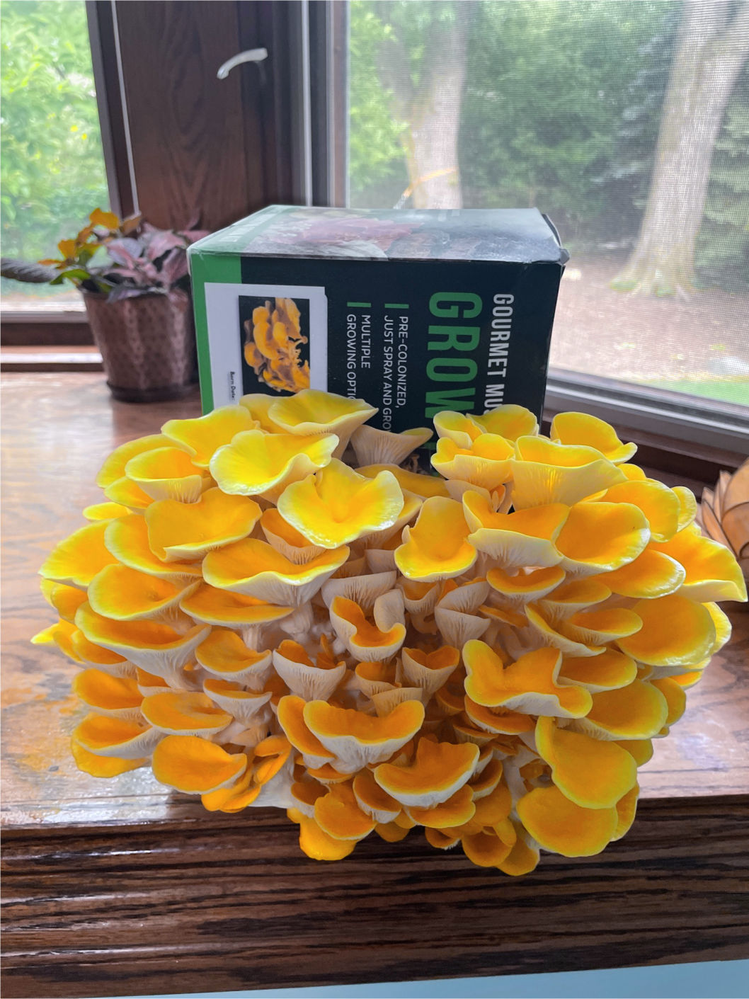 Golden Oyster Window