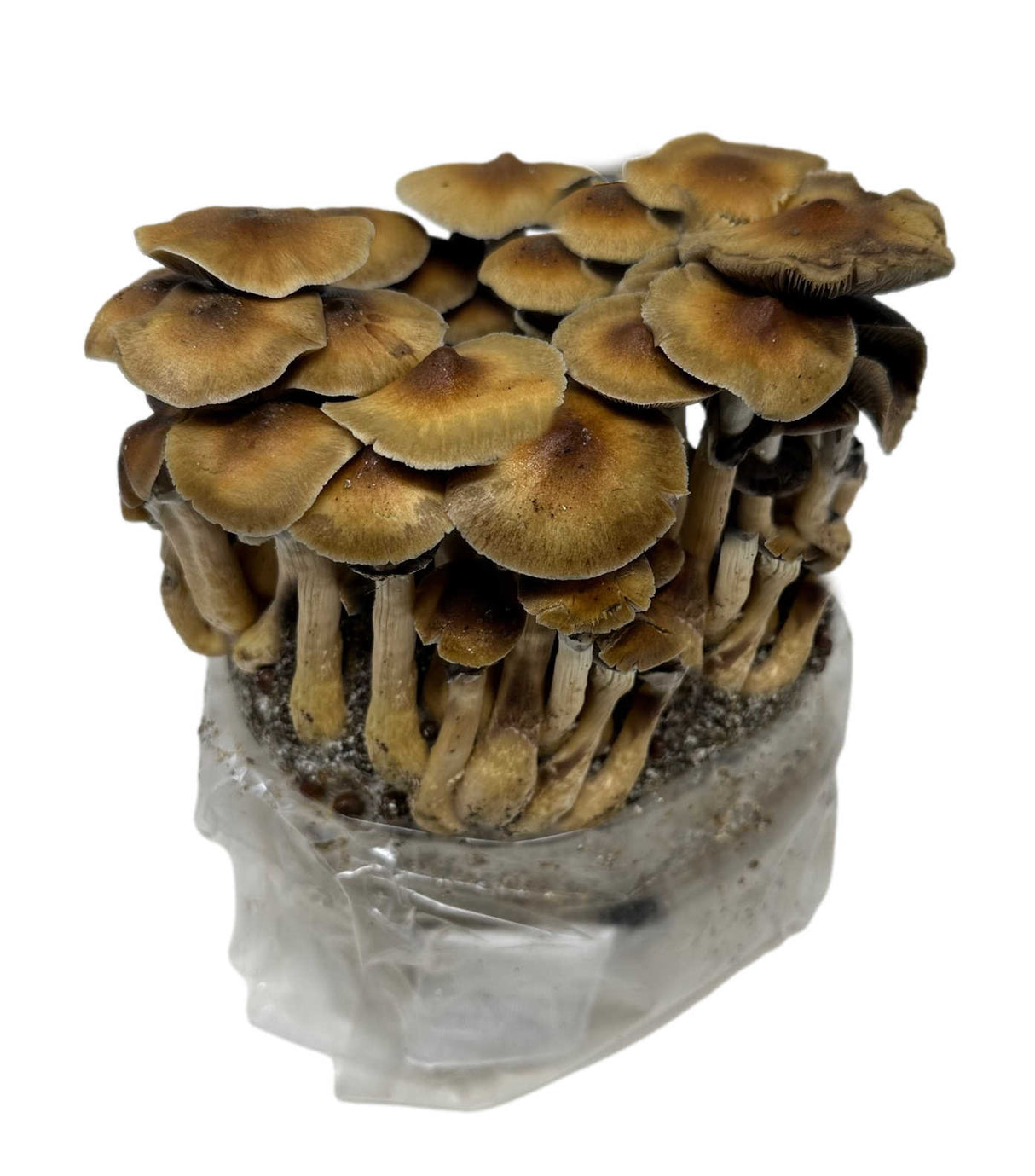 All-in-One Mushroom Grow Bag (4 lbs) for Manure Loving Mushrooms Fruiting