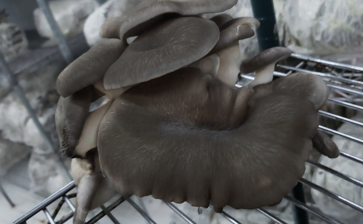 Black Pearl King Oyster mushrooms