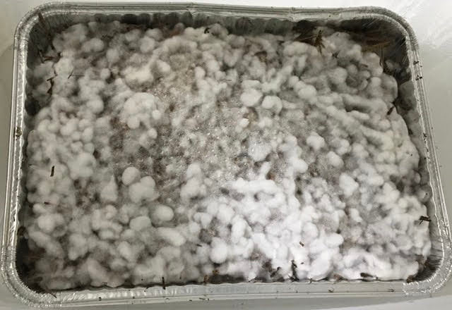 Manure/Grass Lover's Bulk Spawn Growing & Casing Kit colonized pan