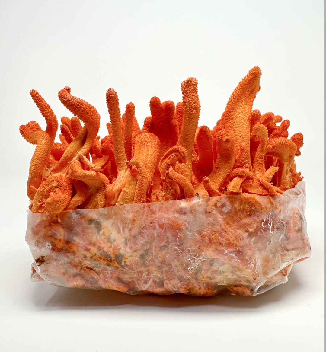 Cordyceps Militaris Ready To Grow Spawn Bag Grow Kit