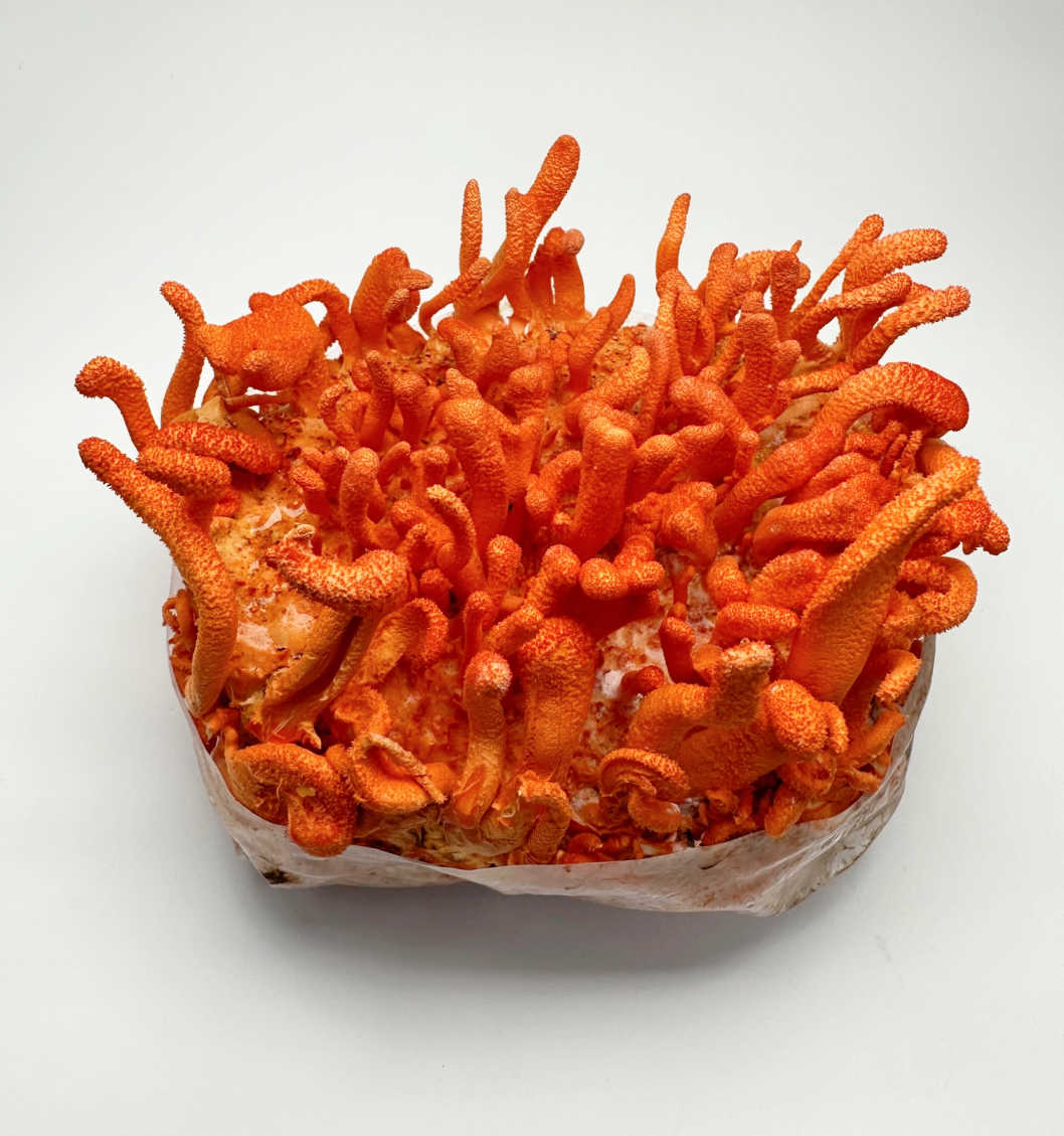 Cordyceps Militaris Ready To Grow Spawn Bag Grow Kit