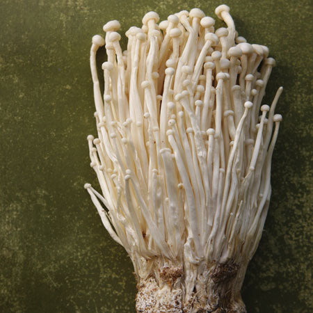 enoki gourmet grow kit