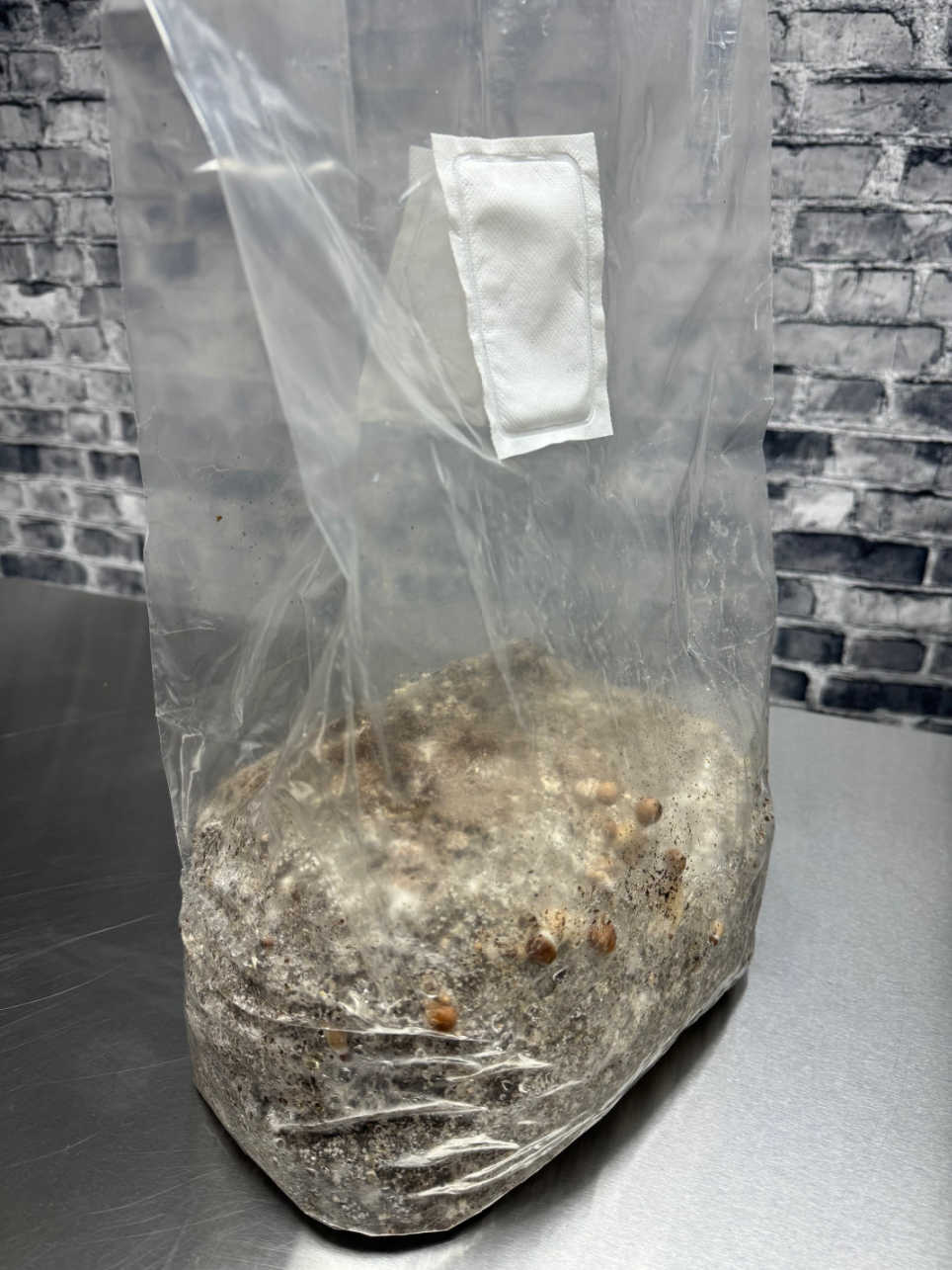 Blue Myco XLS Double Patch Fruiting Bags