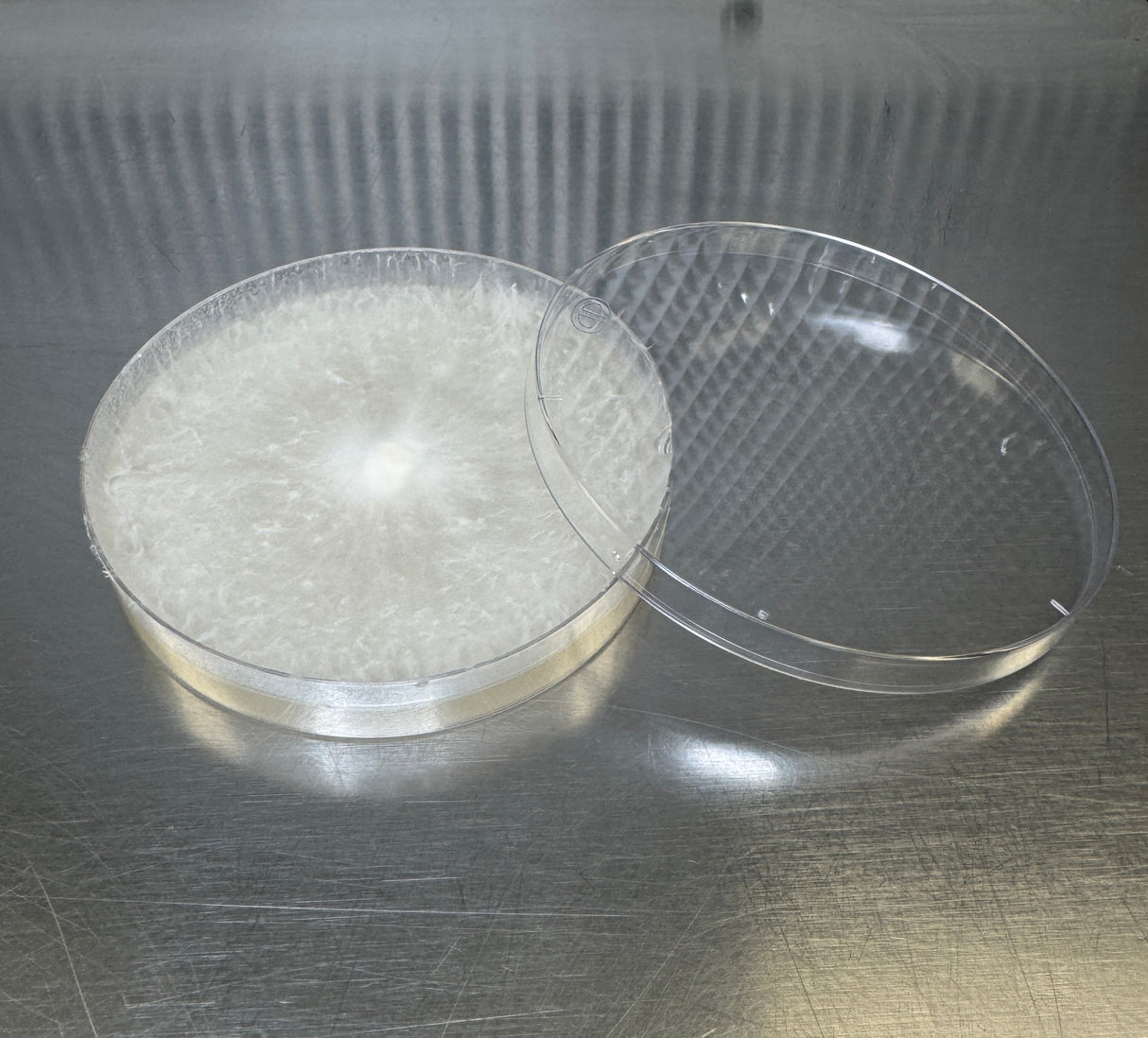 Maitake Hen of the Woods Colonized Agar Plate