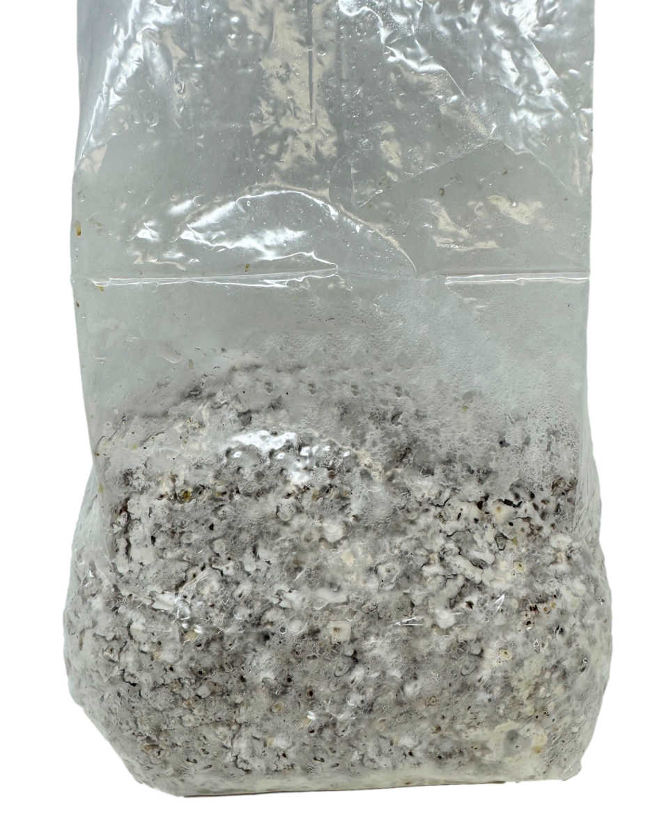 A clear plastic bag filled with colonized grain spawn, intended for commercial production of mushrooms.