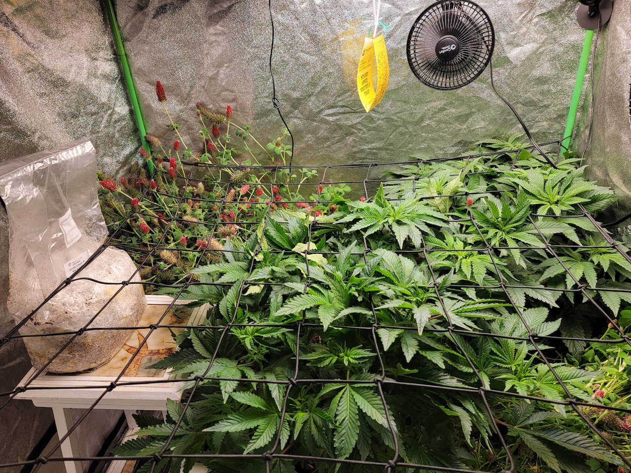 Co2 Boost Self-Activated Bag for Plants, Grow Rooms 2.0 in grow tent