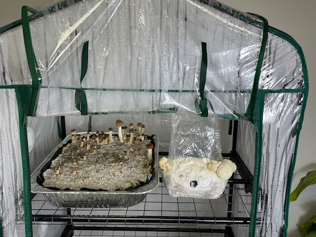 Mushroom growing setup with a lions mane grow bag and a bulk mushroom tray fruiting
