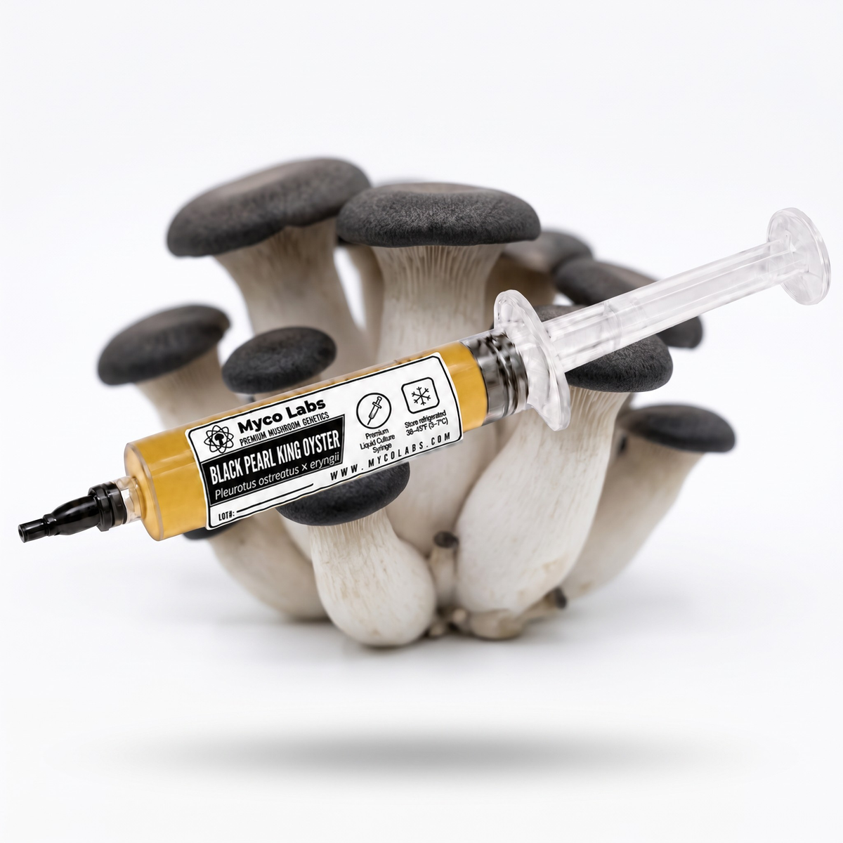 Myco Labs Black Pearl King Oyster liquid culture syringe, 10cc, with black pearl king oyster mushrooms behind it