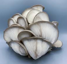 King Blue Oyster Mushroom