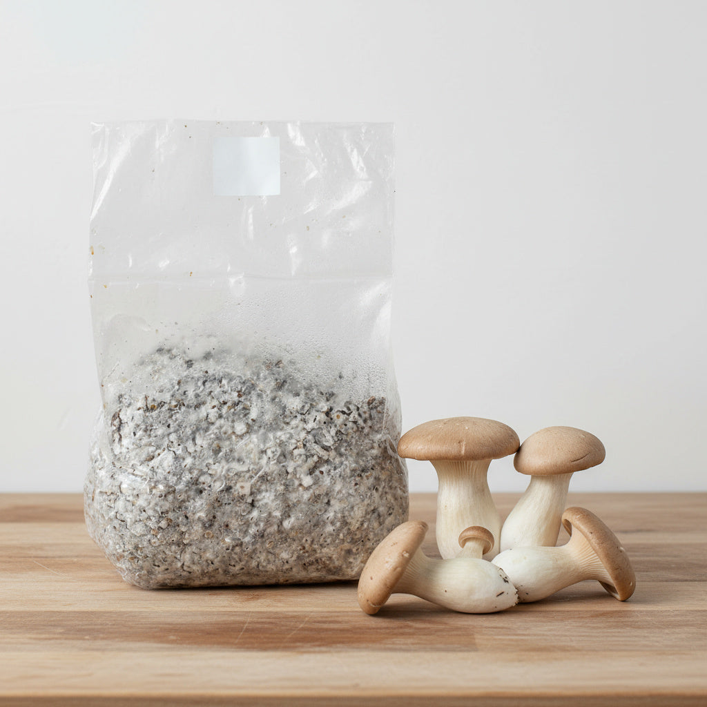 Colonized Grain Spawn Bag For Commercial Production 3 LBS (Choose Your Variety)