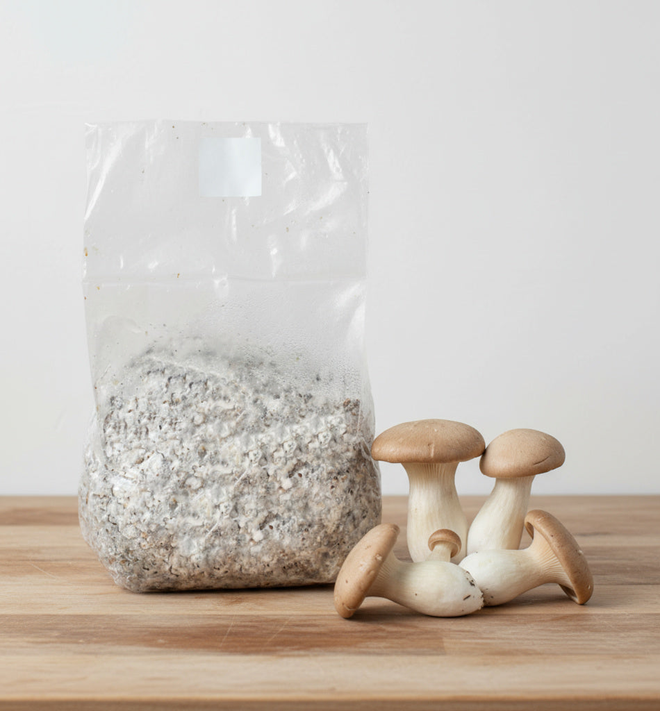 Colonized Grain Spawn Bag For Commercial Production 3 LBS (Choose Your Variety)