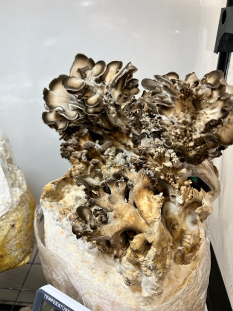 Maitake (Hen of the Woods) grow bag
