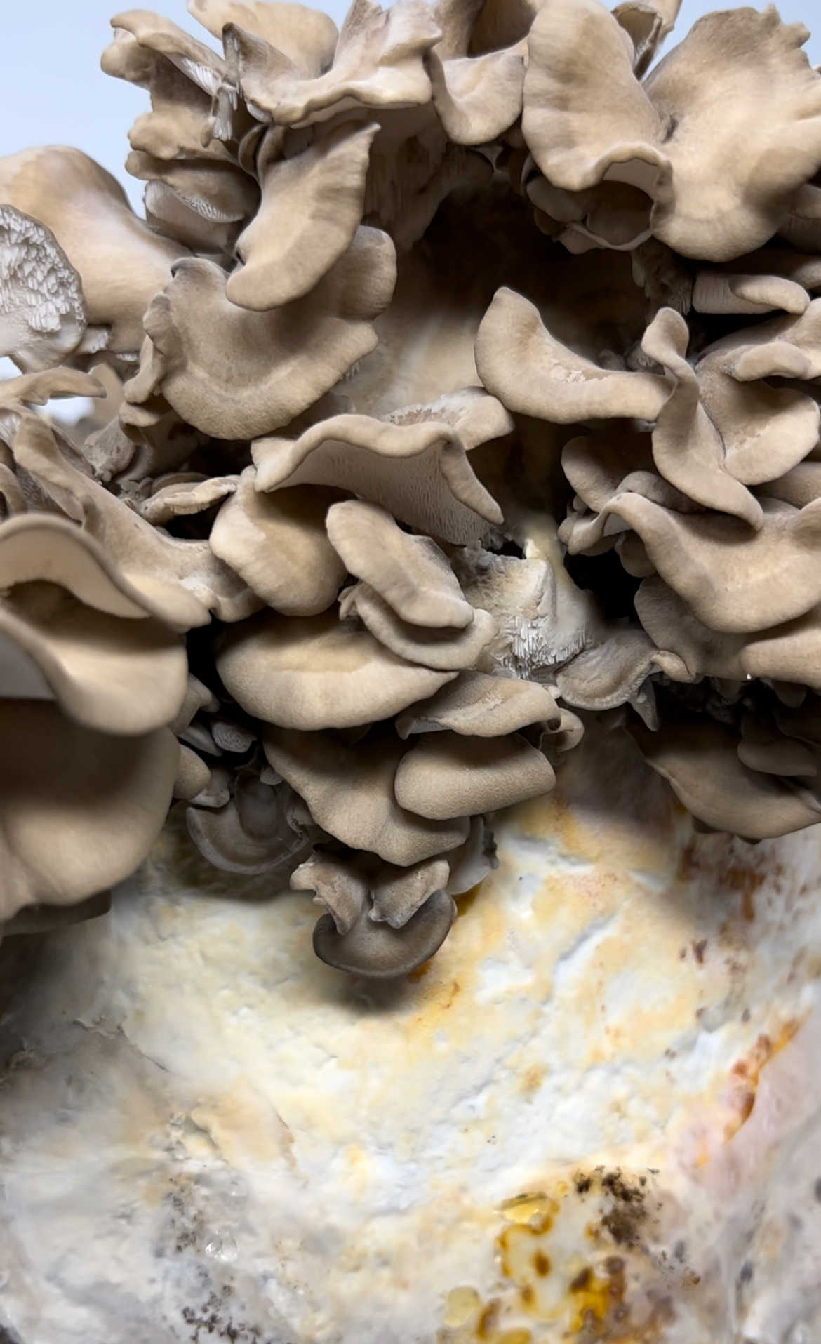 Maitake (Hen of the Woods) Mushrooms