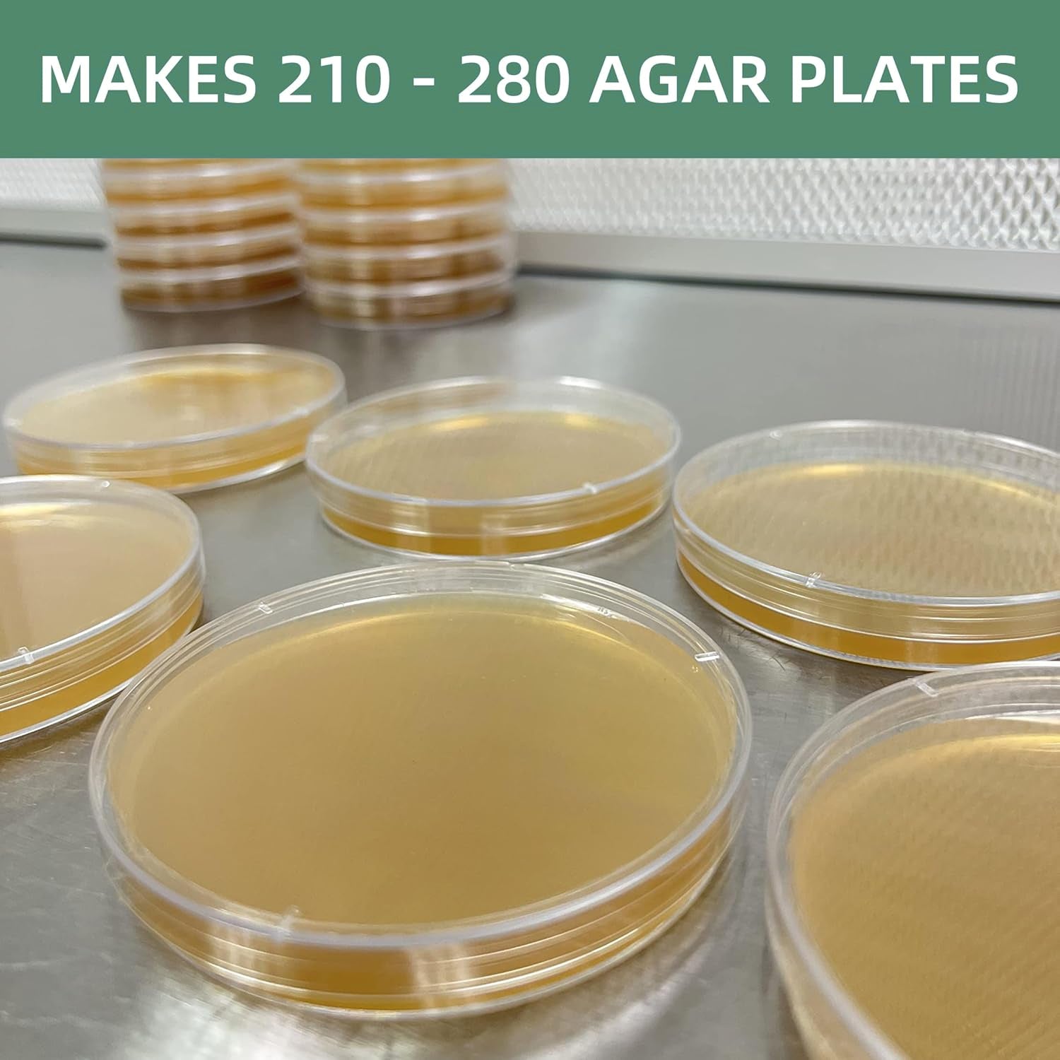 malt agar plates