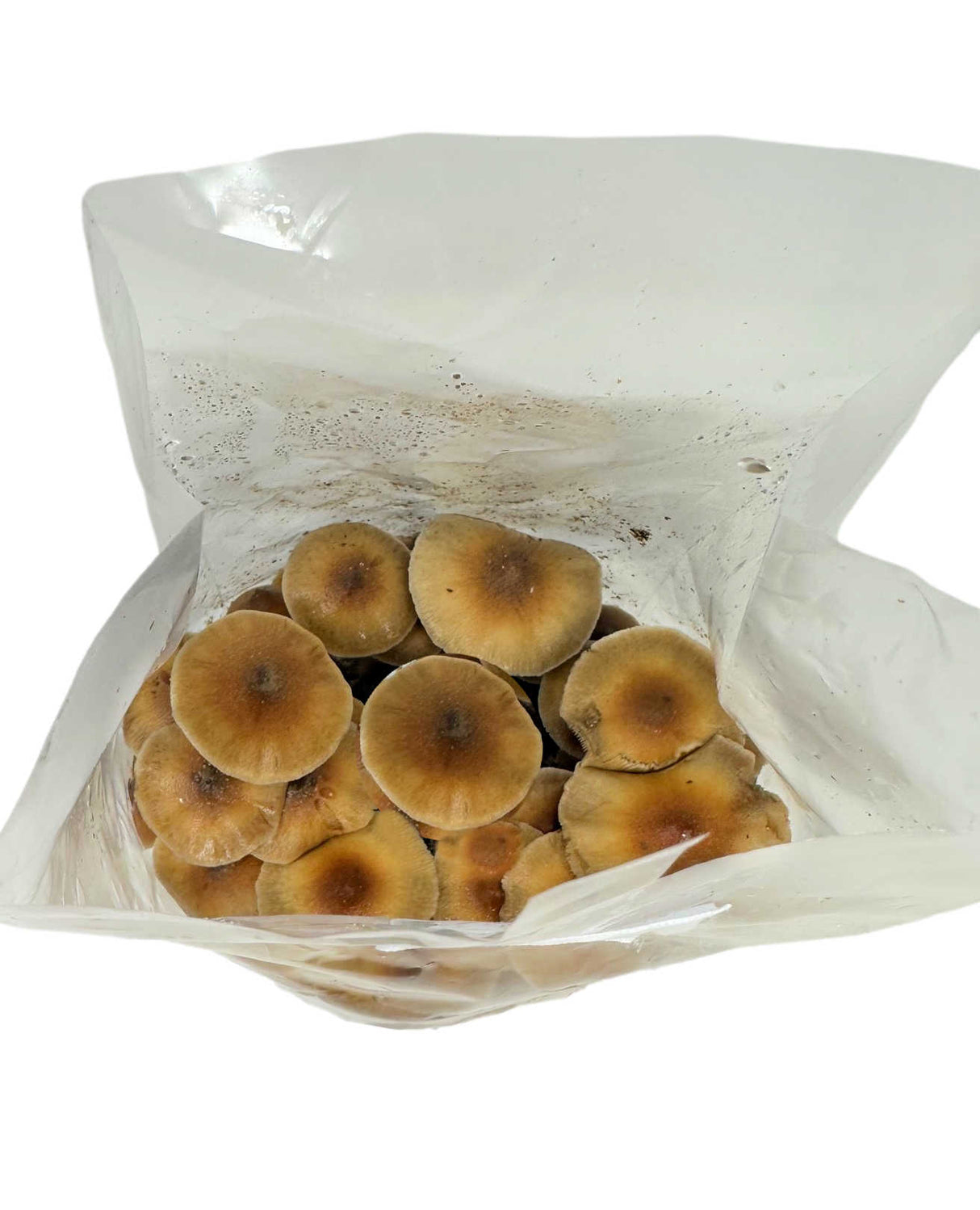 All-in-One Mushroom Grow Bag (4 lbs) for Manure Loving Mushrooms top view