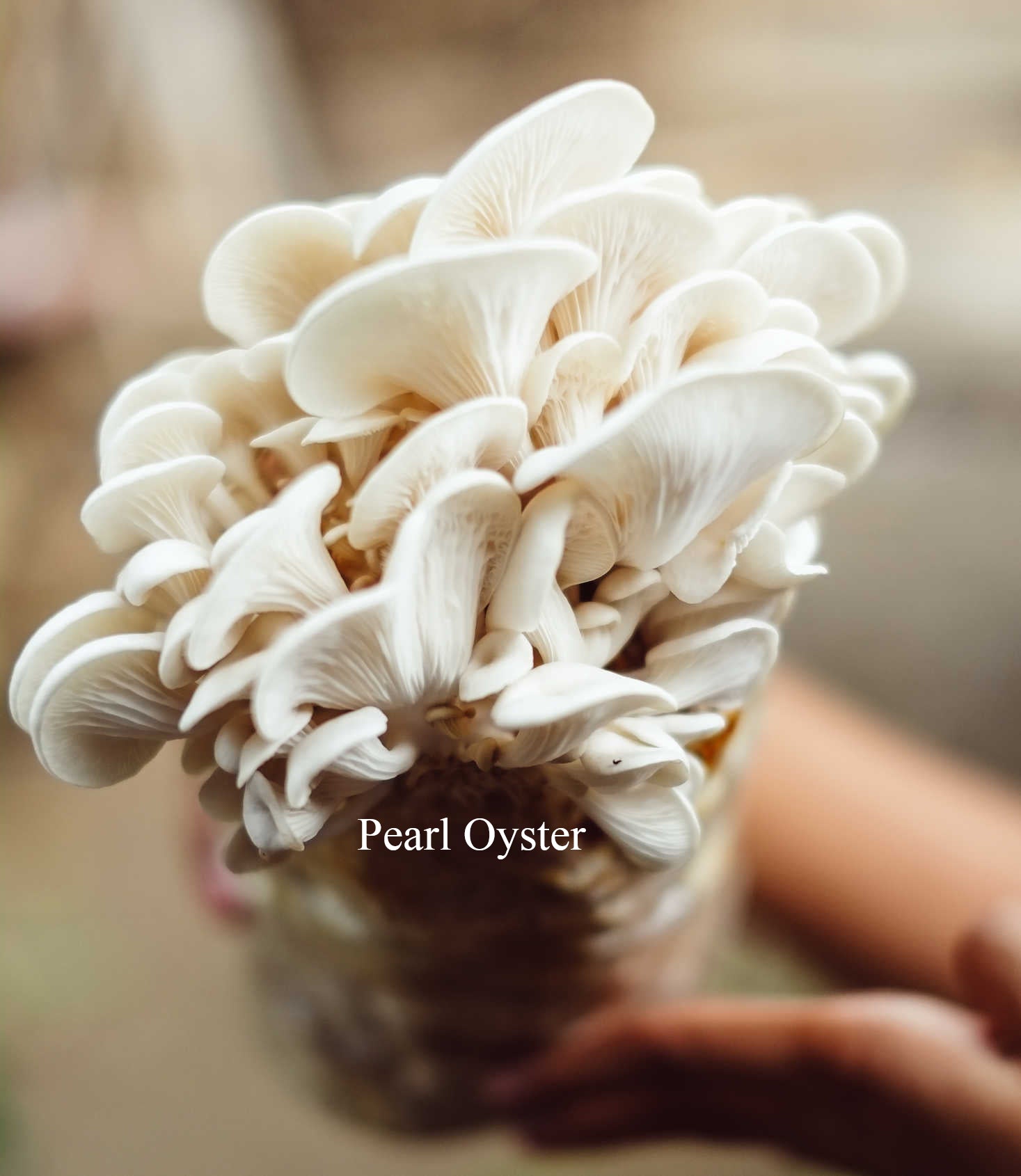 pearl oyster gourmet grow kit