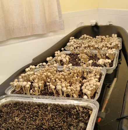 Manure/Grass Lover's Bulk Kit pans trays