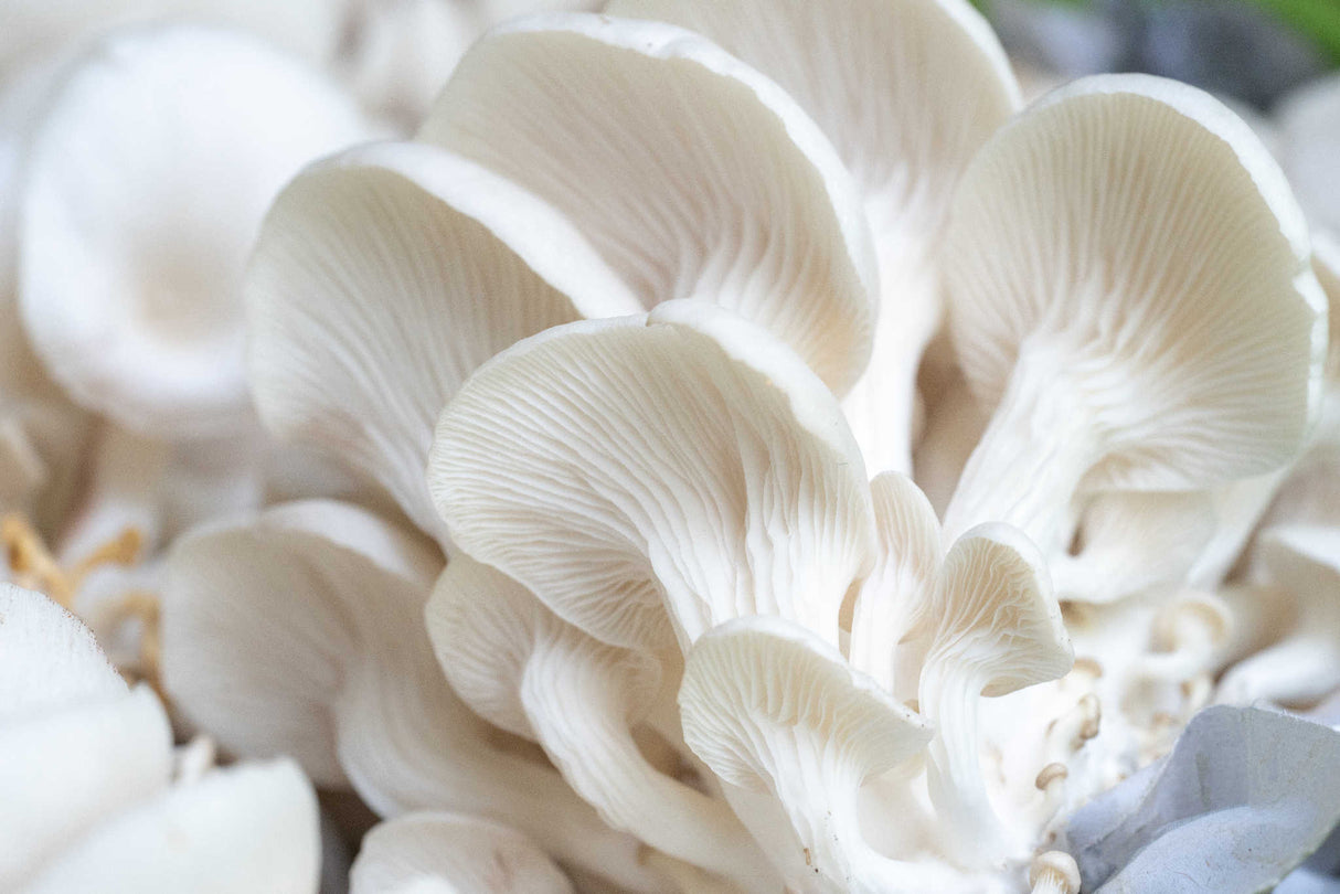 Pearl Oyster Mushroom