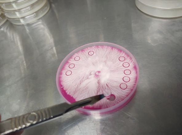 Sterile 6mm Agar Punches (2-Pack)