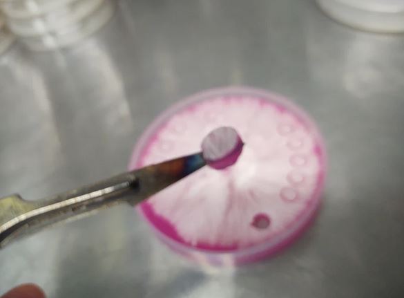 Sterile 6mm Agar Punches