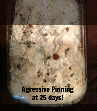 Premium Quick-Colonizing 5-grain Jar (32oz) - Midwest Grow Kit's Substrate Jars (Image 4)