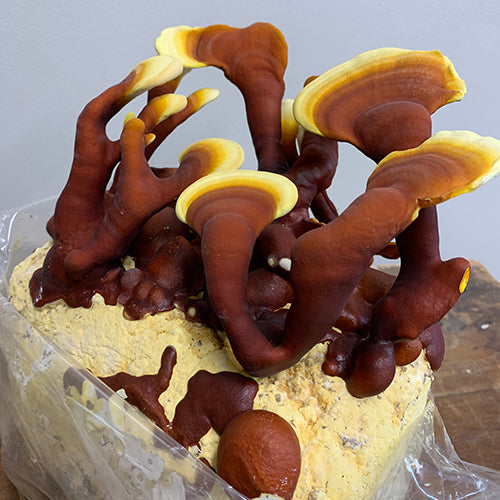 Red Reishi