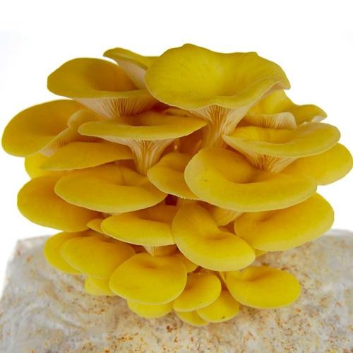 Golden (Yellow) Oyster