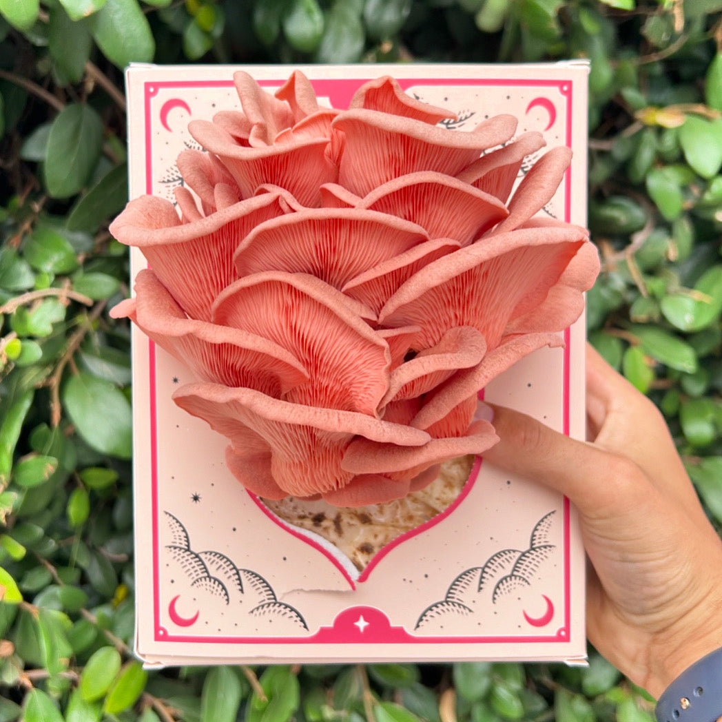 Pink Oyster Mushroom Grow Kit 3LB - Retail Case Pack (10 Kits)