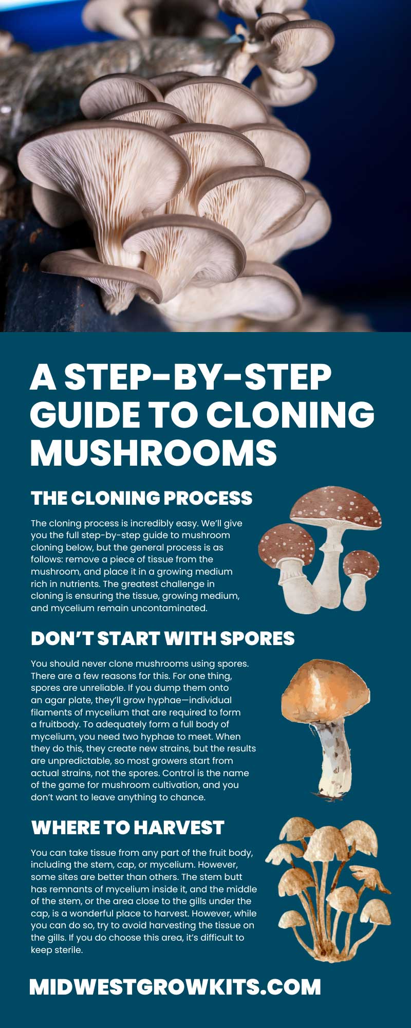 A Step-by-Step Guide to Cloning Mushrooms