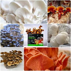 Ready to Grow Gourmet Mushroom Kit (5lbs)  Your Choice!  lions mane,oyster,shiitake,beech,cordyceps,enoki