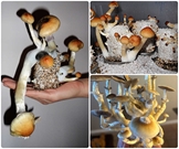 Simple Mushroom Grow Kit - s01