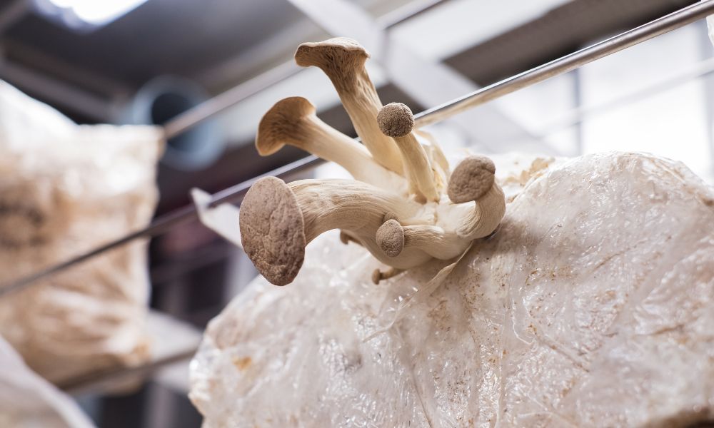 What To Do With Your Used Mushroom Grow Kits