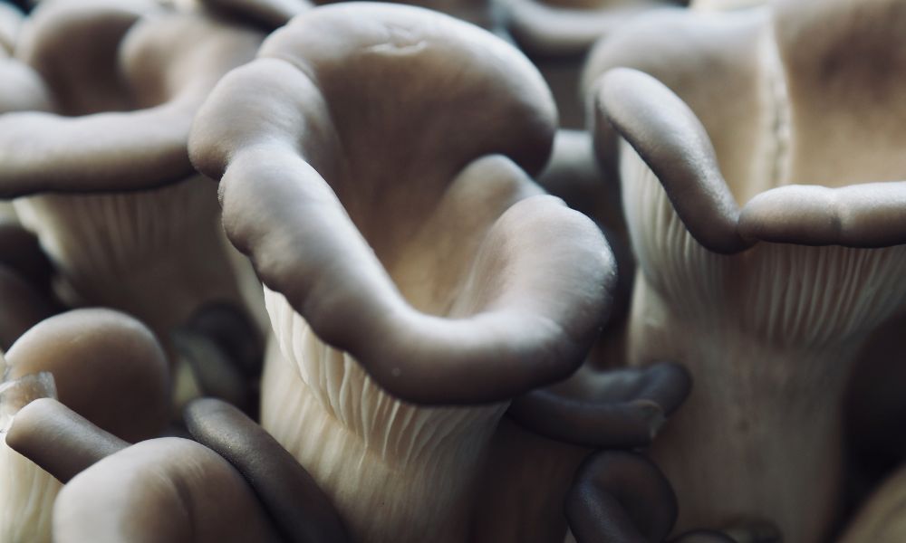 How To Protect Your Mushrooms From Pests