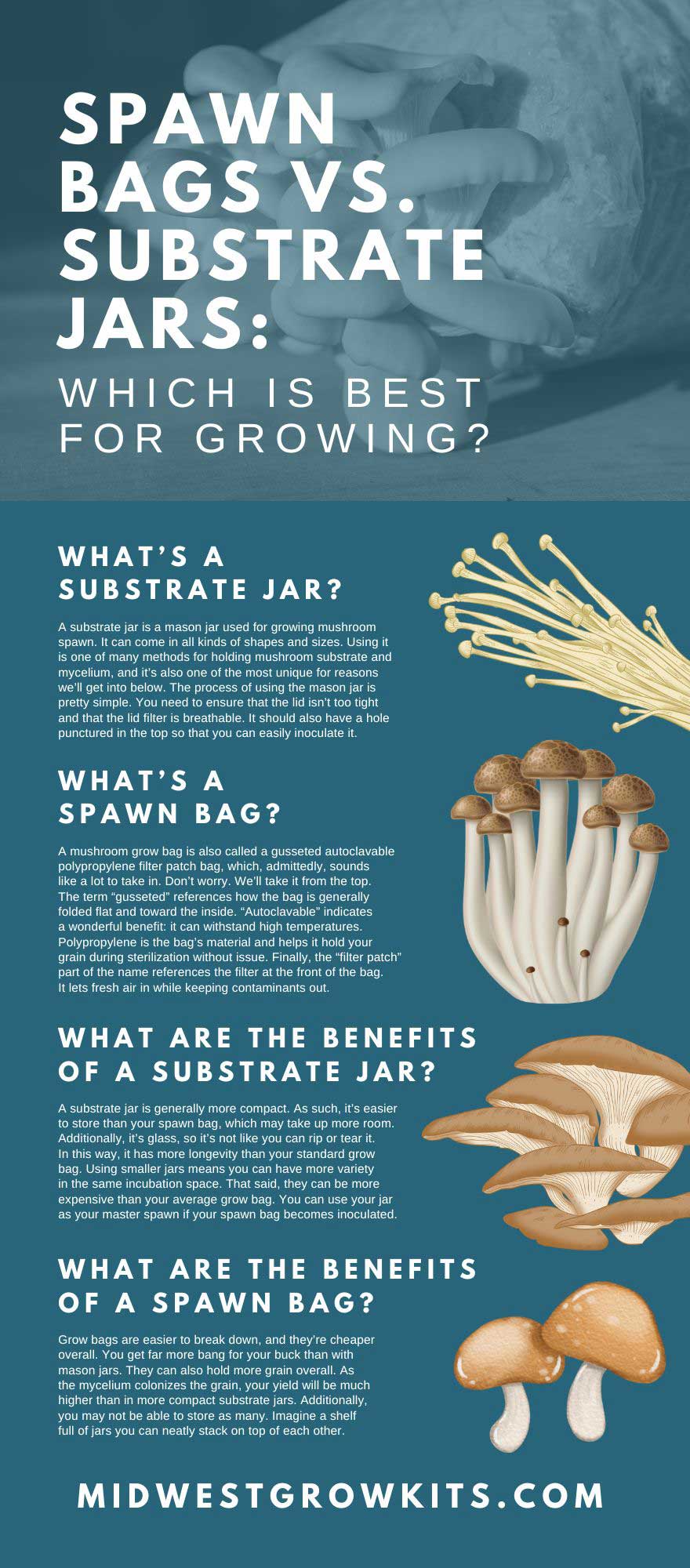 Sterile (3lb) Grain Spawn Bag - Mushroom Grain Bag