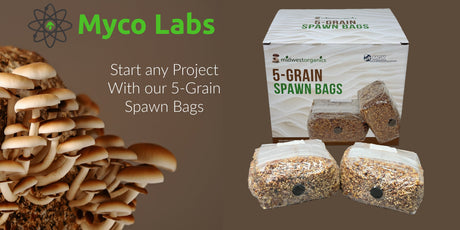 How Long Does It Take for Spawn Bags To Colonize?
