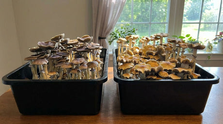 The Stages of the Mushroom Growth Process