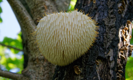 Top Ten Mushroom Types You Should Know