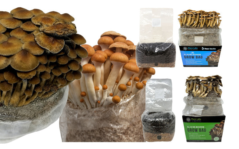 Summer Growing Tips & Preventing Contamination!