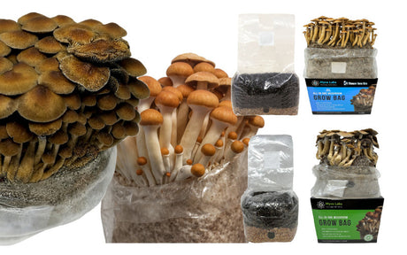 Summer Growing Tips & Preventing Contamination!