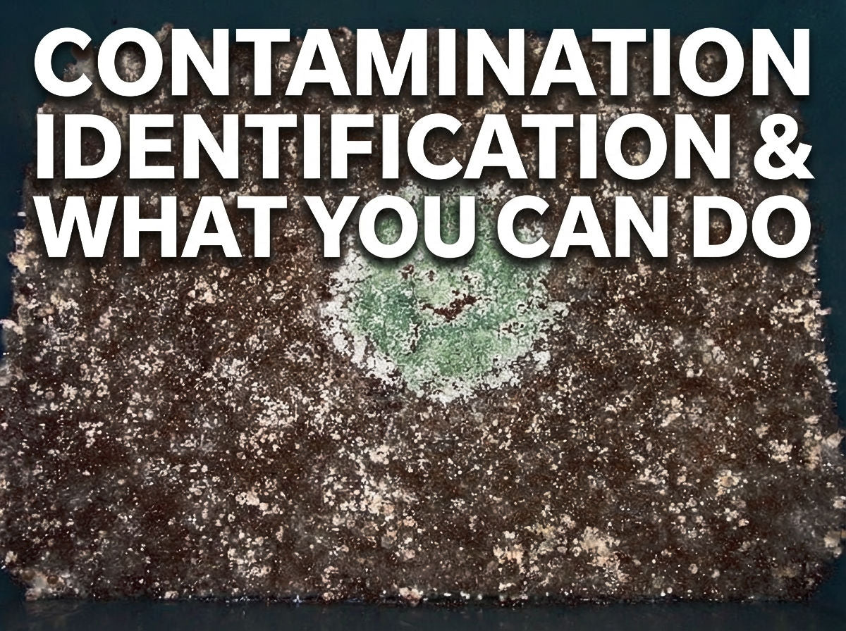 Mushroom Contamination Identification & Response Playbook