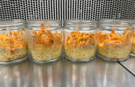 How to Grow Cordyceps Militaris in Mason Jars | Recipe, Genetics & Grow Guide