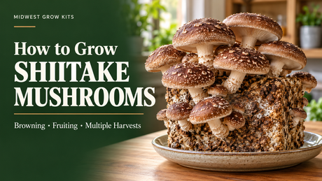 how to grow shiitake mushrooms using midwest grow kits 5lb grow kit. 