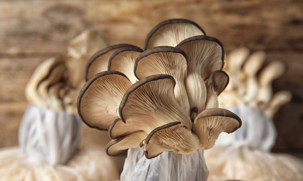 How Do You Extract Spores From Mushrooms?
