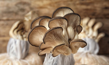 How Do You Extract Spores From Mushrooms?