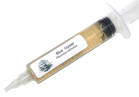 The Difference Between Liquid Culture & Spore Solution
