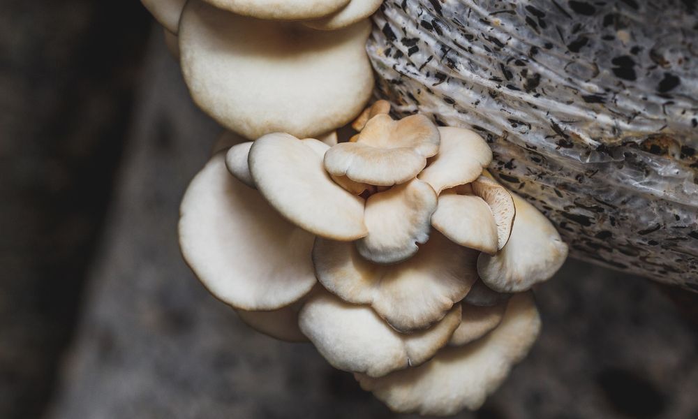 What’s the Difference Between Substrate and Casing?