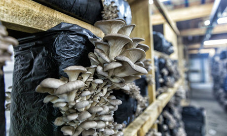 Should You Sterilize or Pasteurize Casing Mix?